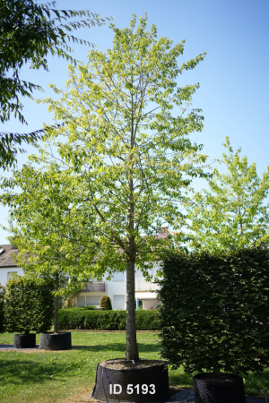 Christoph-Ulmer-Baumschulen-Weilheim-Teck-5193-Prunus-avium-Plena-Vogelkirsche