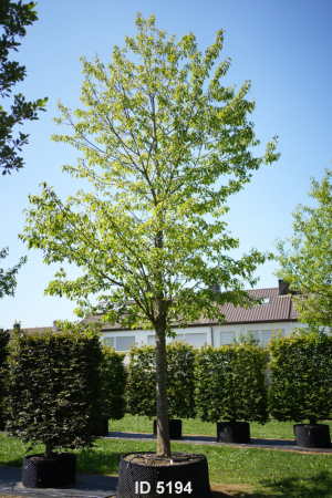 Christoph-Ulmer-Baumschulen-Weilheim-Teck-5194-Prunus-avium-Plena-Vogelkirsche