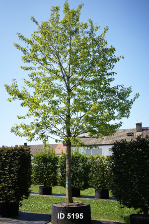 Christoph-Ulmer-Baumschulen-Weilheim-Teck-5195-Prunus-avium-Plena-Vogelkirsche
