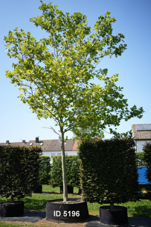 Christoph-Ulmer-Baumschulen-Weilheim-Teck-5196-Platanus-hispanica-Platane-Hochstamm