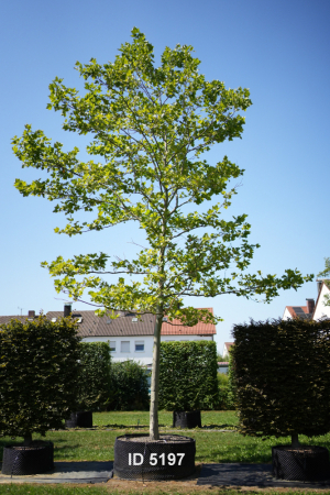 Christoph-Ulmer-Baumschulen-Weilheim-Teck-5197-Platanus-hispanica-Platane-Hochstamm