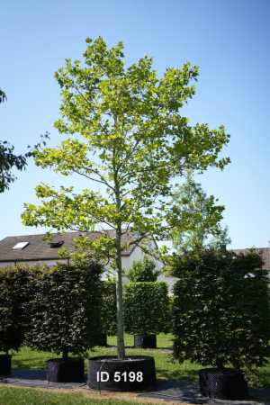 Christoph-Ulmer-Baumschulen-Weilheim-Teck-5198-Platanus-hispanica-Platane-Hochstamm