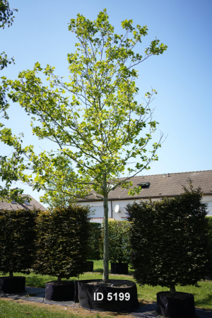 Christoph-Ulmer-Baumschulen-Weilheim-Teck-5199-Platanus-hispanica-Platane-Hochstamm