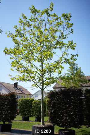Christoph-Ulmer-Baumschulen-Weilheim-Teck-5200-Platanus-hispanica-Platane-Hochstamm