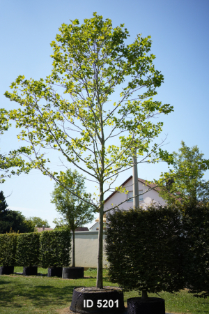 Christoph-Ulmer-Baumschulen-Weilheim-Teck-5201-Platanus-hispanica-Platane-Hochstamm