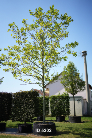 Christoph-Ulmer-Baumschulen-Weilheim-Teck-5202-Platanus-hispanica-Platane-Hochstamm