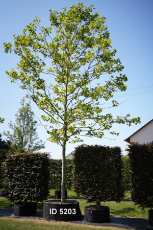 Christoph-Ulmer-Baumschulen-Weilheim-Teck-5203-Platanus-hispanica-Platane-Hochstamm