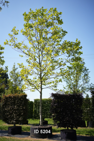 Christoph-Ulmer-Baumschulen-Weilheim-Teck-5204-Platanus-hispanica-Platane-Hochstamm
