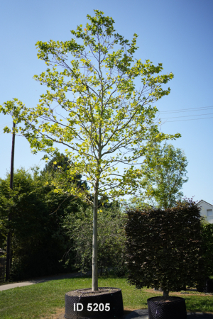 Christoph-Ulmer-Baumschulen-Weilheim-Teck-5205-Platanus-hispanica-Platane-Hochstamm