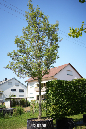 Christoph-Ulmer-Baumschulen-Weilheim-Teck-5206-Pyrus-calleryana-Chanticleer-Stadtbirne-Hochstamm