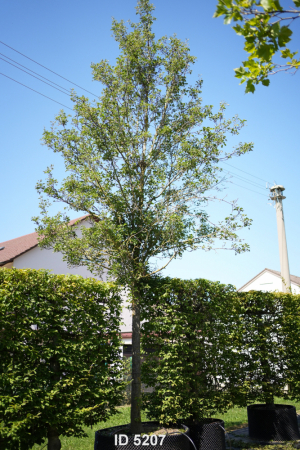 Christoph-Ulmer-Baumschulen-Weilheim-Teck-5207-Pyrus-calleryana-Chanticleer-Stadtbirne-Hochstamm