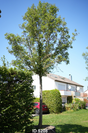 Christoph-Ulmer-Baumschulen-Weilheim-Teck-5208-Pyrus-calleryana-Chanticleer-Stadtbirne-Hochstamm