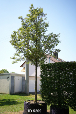Christoph-Ulmer-Baumschulen-Weilheim-Teck-5209-Pyrus-calleryana-Chanticleer-Stadtbirne-Hochstamm