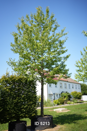 Christoph-Ulmer-Baumschulen-Weilheim-Teck-5213-Prunus-avium-Plena-Vogelkirsche-Hochstamm