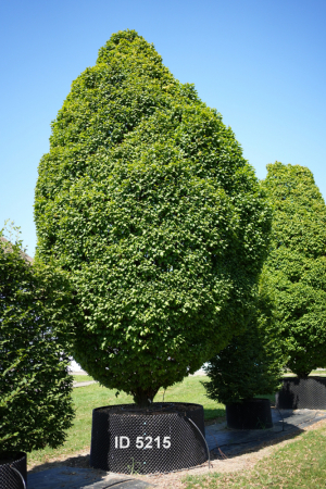 Christoph-Ulmer-Baumschulen-Weilheim-Teck-5215-Carpinus-betulus-Monumentalis-Hainbuchen-Unikat