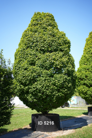 Christoph-Ulmer-Baumschulen-Weilheim-Teck-5216-Carpinus-betulus-Monumentalis-Hainbuchen-Unikat