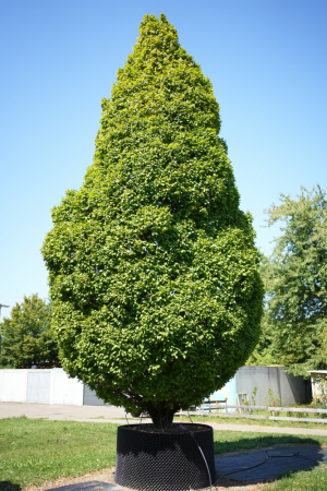 Christoph-Ulmer-Baumschulen-Weilheim-Teck-5217-Carpinus-betulus-Monumentalis-Hainbuchen-Unikat