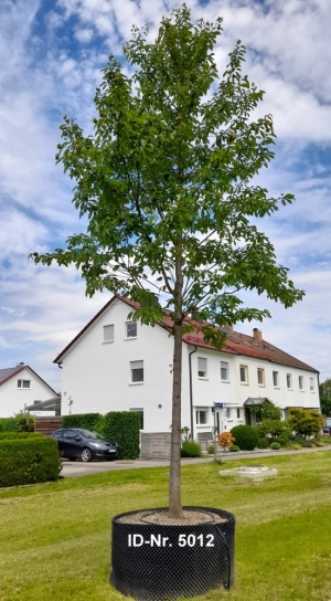 Christoph-Ulmer-Baumschulen-Weilheim-Teck-Aktuelle-Parkbaeume-5012-Prunus-avium-Plena-I