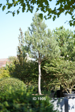 Christoph-Ulmer-Baumschulen-Weilheim-Teck-1905-Pinus-sylvestris-abstrakte-Staemme-Schirmform-Kiefer