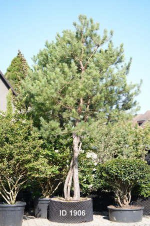 Christoph-Ulmer-Baumschulen-Weilheim-Teck-1906-Pinus-sylvestris-abstrakte-Staemme-Schirmform-Kiefer