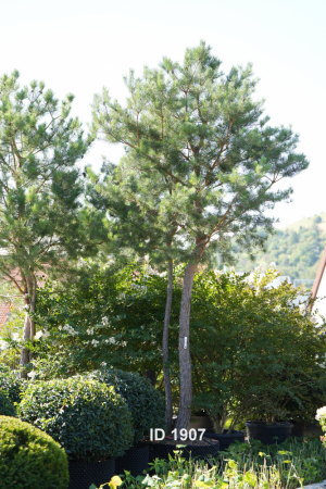 Christoph-Ulmer-Baumschulen-Weilheim-Teck-1907-Pinus-sylvestris-abstrakte-Staemme-Schirmform-Kiefer