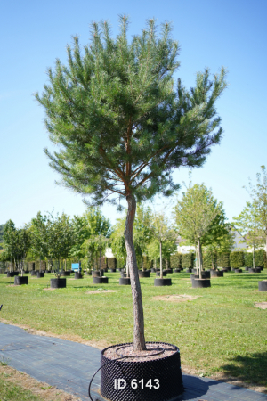 Christoph-Ulmer-Baumschulen-Weilheim-Teck-6143-Pinus-sylvestris-m.-abstrakten-Staemmen