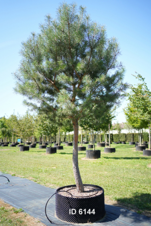 Christoph-Ulmer-Baumschulen-Weilheim-Teck-6144-Pinus-sylvestris-m.-abstrakten-Staemmen