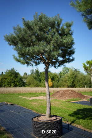 Christoph-Ulmer-Baumschulen-Weilheim-Teck-8020-Pinus-sylvestris-abstrakte-Staemme-Schirmform-Kiefer