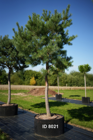 Christoph-Ulmer-Baumschulen-Weilheim-Teck-8021-Pinus-sylvestris-abstrakte-Staemme-Schirmform-Kiefer