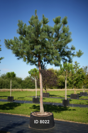 Christoph-Ulmer-Baumschulen-Weilheim-Teck-8022-Pinus-sylvestris-abstrakte-Staemme-Schirmform-Kiefer