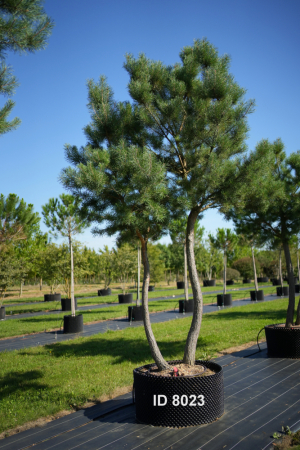 Christoph-Ulmer-Baumschulen-Weilheim-Teck-8023-Pinus-sylvestris-abstrakte-Staemme-Schirmform-Kiefer