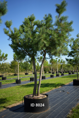 Christoph-Ulmer-Baumschulen-Weilheim-Teck-8024-Pinus-sylvestris-abstrakte-Staemme-Schirmform-Kiefer