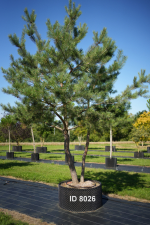 Christoph-Ulmer-Baumschulen-Weilheim-Teck-8026-Pinus-sylvestris-abstrakte-Staemme-Schirmform-Kiefer
