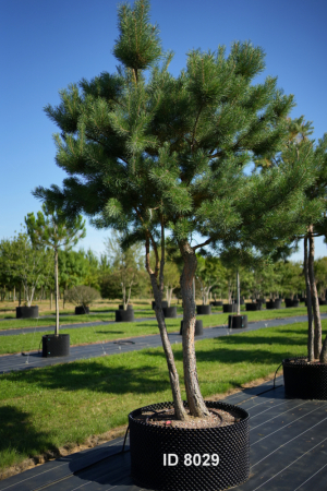 Christoph-Ulmer-Baumschulen-Weilheim-Teck-8029-Pinus-sylvestris-abstrakte-Staemme-Schirmform-Kiefer