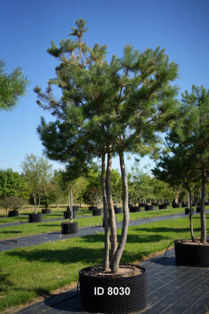 Christoph-Ulmer-Baumschulen-Weilheim-Teck-8030-Pinus-sylvestris-abstrakte-Staemme-Schirmform-Kiefer