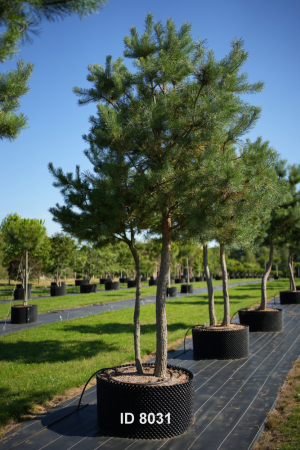 Christoph-Ulmer-Baumschulen-Weilheim-Teck-8031-Pinus-sylvestris-abstrakte-Staemme-Schirmform-Kiefer