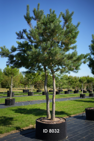 Christoph-Ulmer-Baumschulen-Weilheim-Teck-8032-Pinus-sylvestris-abstrakte-Staemme-Schirmform-Kiefer