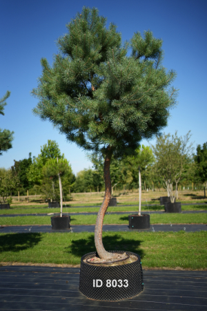 Christoph-Ulmer-Baumschulen-Weilheim-Teck-8033-Pinus-sylvestris-abstrakte-Staemme-Schirmform-Kiefer