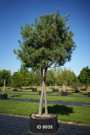 Christoph-Ulmer-Baumschulen-Weilheim-Teck-8035-Pinus-sylvestris-abstrakte-Staemme-Schirmform-Kiefer