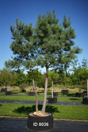 Christoph-Ulmer-Baumschulen-Weilheim-Teck-8036-Pinus-sylvestris-abstrakte-Staemme-Schirmform-Kiefer