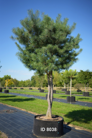 Christoph-Ulmer-Baumschulen-Weilheim-Teck-8038-Pinus-sylvestris-abstrakte-Staemme-Schirmform-Kiefer