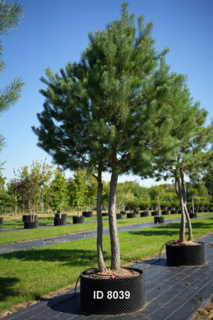 Christoph-Ulmer-Baumschulen-Weilheim-Teck-8039-Pinus-sylvestris-abstrakte-Staemme-Schirmform-Kiefer