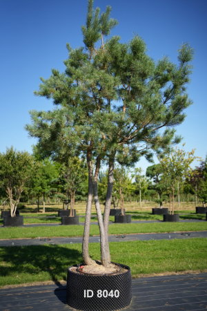 Christoph-Ulmer-Baumschulen-Weilheim-Teck-8040-Pinus-sylvestris-abstrakte-Staemme-Schirmform-Kiefer