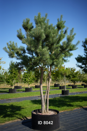 Christoph-Ulmer-Baumschulen-Weilheim-Teck-8042-Pinus-sylvestris-abstrakte-Staemme-Schirmform-Kiefer