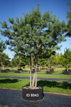 Christoph-Ulmer-Baumschulen-Weilheim-Teck-8043-Pinus-sylvestris-abstrakte-Staemme-Schirmform-Kiefer
