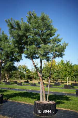Christoph-Ulmer-Baumschulen-Weilheim-Teck-8044-Pinus-sylvestris-abstrakte-Staemme-Schirmform-Kiefer