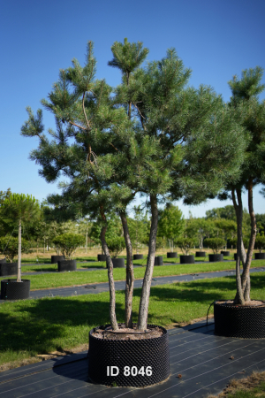 Christoph-Ulmer-Baumschulen-Weilheim-Teck-8046-Pinus-sylvestris-abstrakte-Staemme-Schirmform-Kiefer