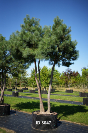 Christoph-Ulmer-Baumschulen-Weilheim-Teck-8047-Pinus-sylvestris-abstrakte-Staemme-Schirmform-Kiefer