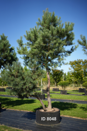 Christoph-Ulmer-Baumschulen-Weilheim-Teck-8048-Pinus-sylvestris-abstrakte-Staemme-Schirmform-Kiefer