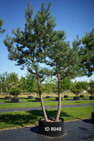Christoph-Ulmer-Baumschulen-Weilheim-Teck-8049-Pinus-sylvestris-abstrakte-Staemme-Schirmform-Kiefer